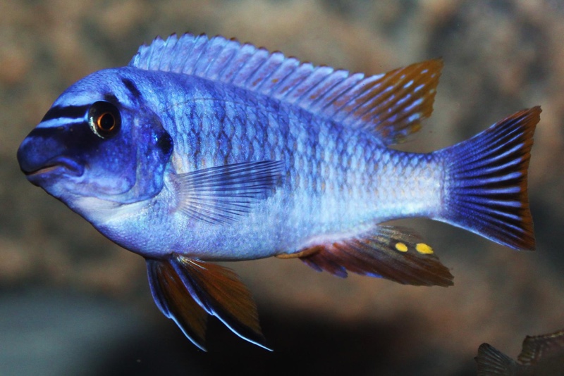 Labeotropheus fuelleborni 'Thumbi West Island'